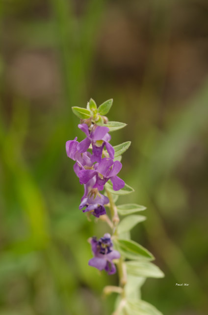 Plants with pink and purple bloom
