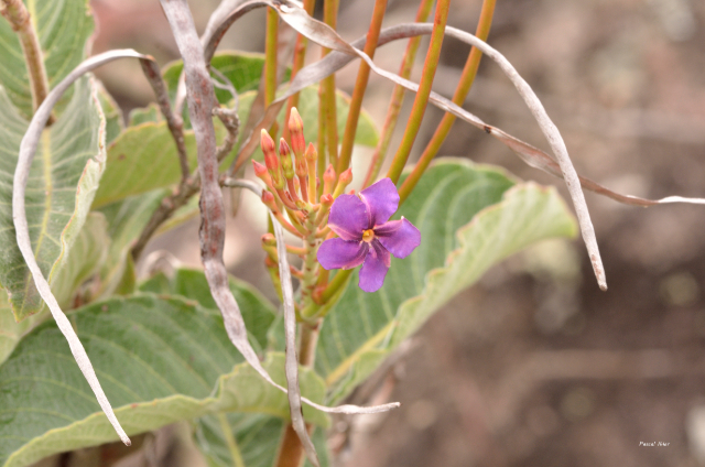 Plants with pink and purple bloom