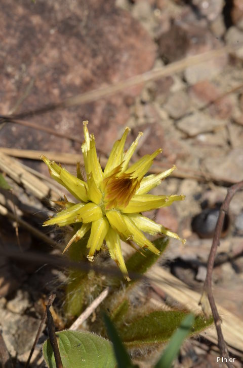 Plants with yellow and golden bloom