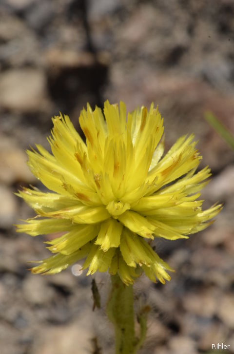 Plants with yellow and golden bloom