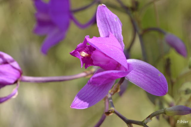 Orchids plants