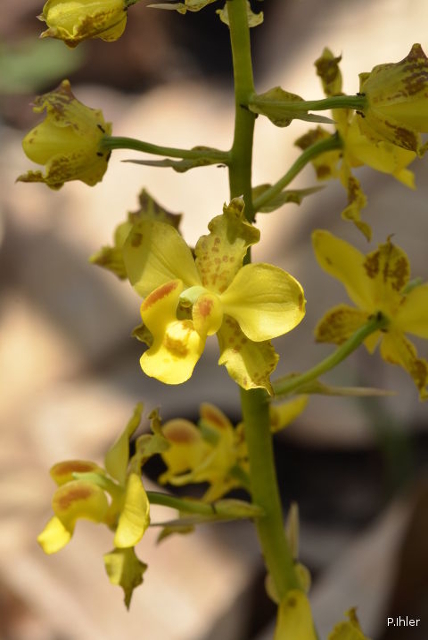 Orchids plants