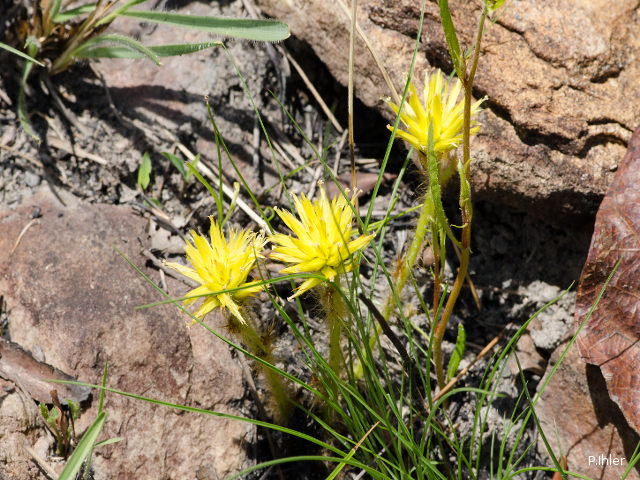 Plants with yellow and golden bloom