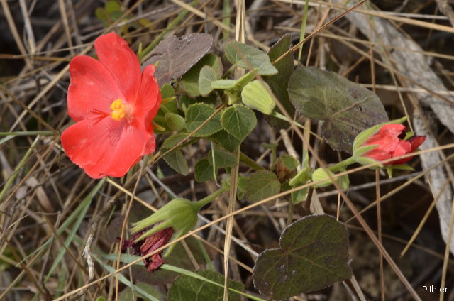 Plants with red bloom