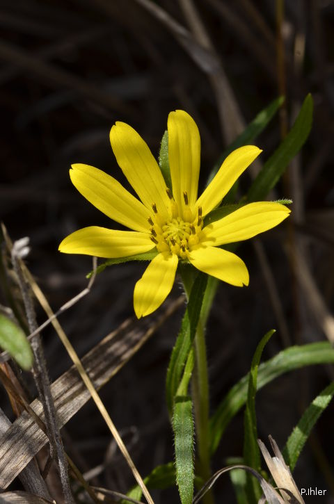 Plants with yellow and golden bloom