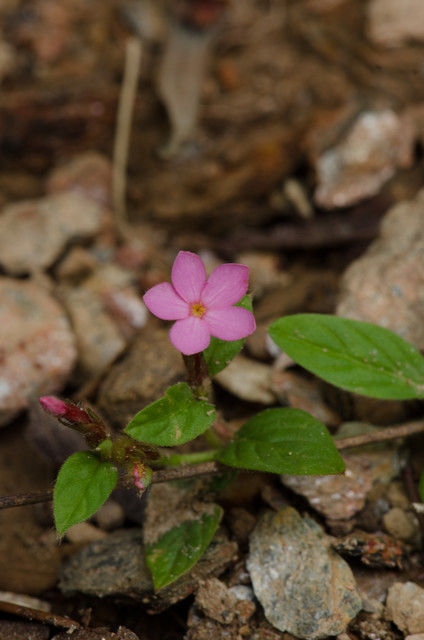 Plantas e arbustos com inflorescência de cor rosa ou roxa