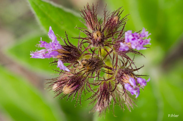 Plants with pink and purple bloom