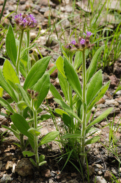 Plants with pink and purple bloom