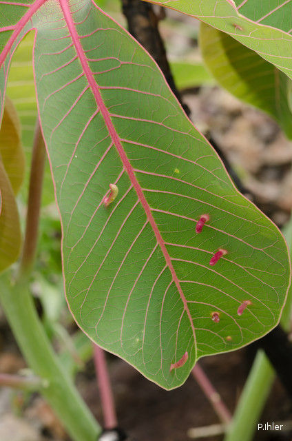 Illnesses and other scratches in Cerrado