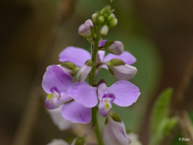 Plantas e arbustos com inflorescência de cor rosa ou roxa