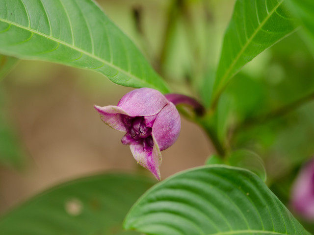 Plants with pink and purple bloom
