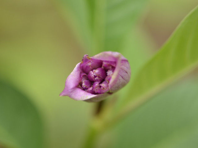 Plants with pink and purple bloom