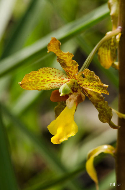 Orchids plants