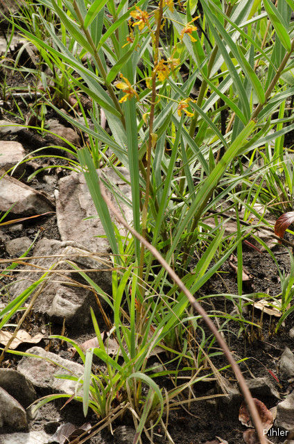Orchids plants