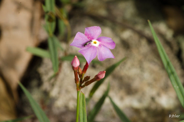 Plants with pink and purple bloom