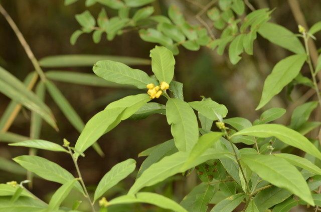 Plantas com flore(s) amarela(s) ou dourada(s)
