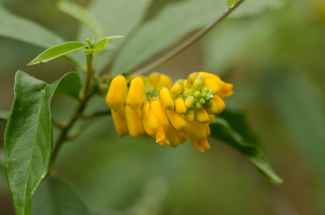 Plantas com flore(s) amarela(s) ou dourada(s)