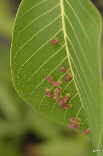 Illnesses and other scratches in Cerrado