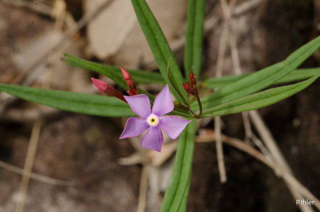 Plants with pink and purple bloom