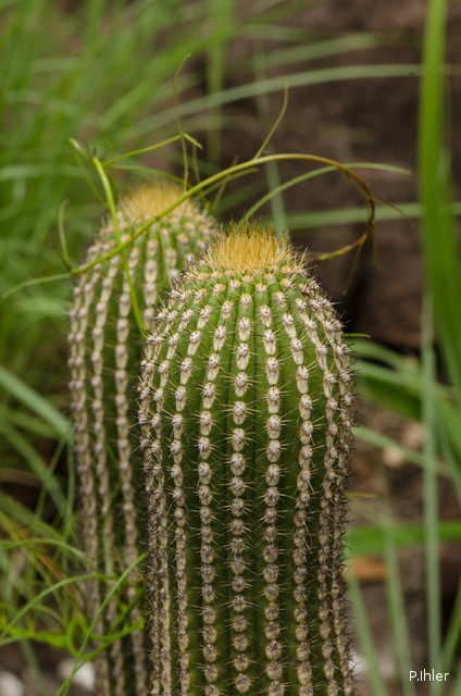 Cacti and other prickly plants 