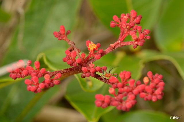 Plants with red bloom