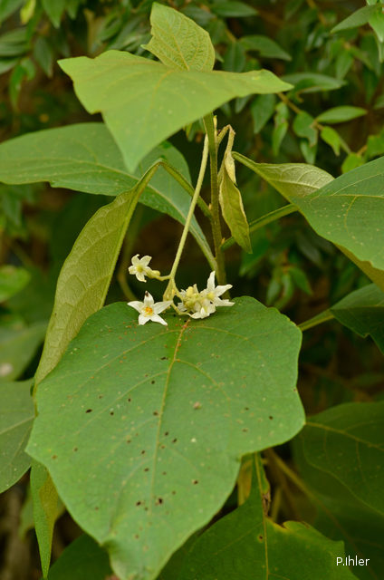 Plants with white bloom