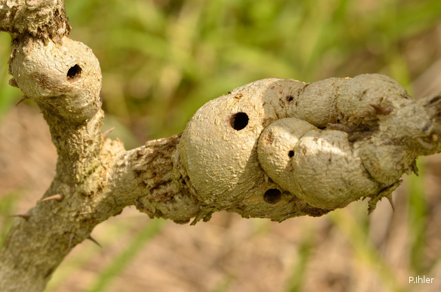 Illnesses and other scratches in Cerrado