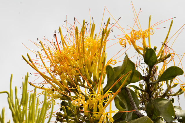 Plants with yellow and golden bloom