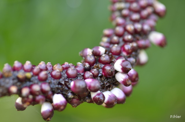 Special plants