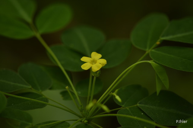 Plantas com flore(s) amarela(s) ou dourada(s)