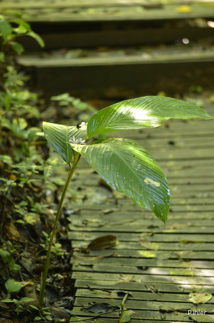 Plants with white bloom