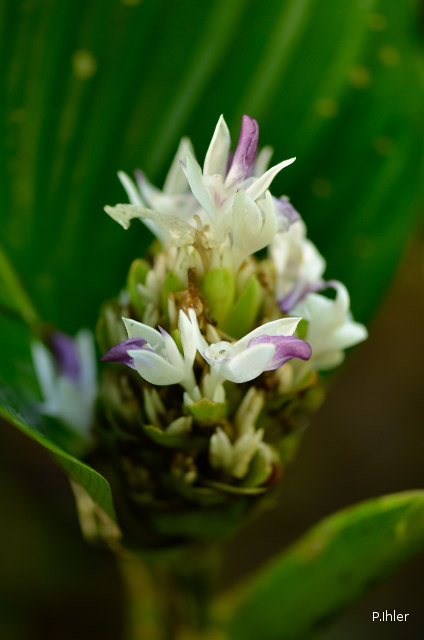 Plants with white bloom