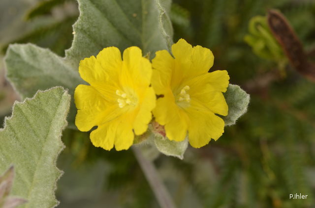 Plants with yellow and golden bloom