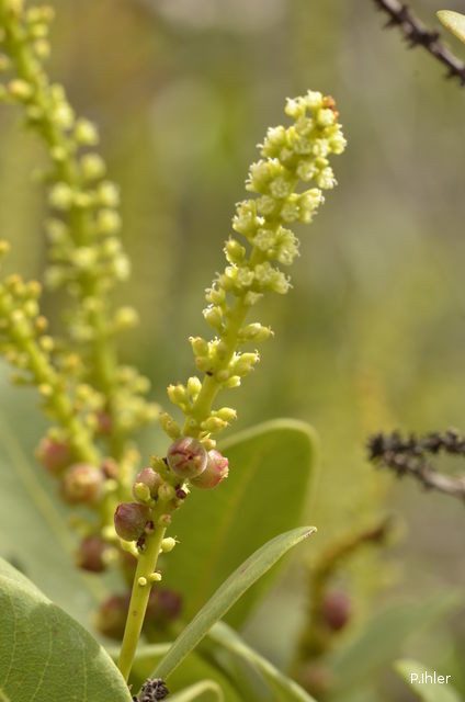 Plants with white bloom