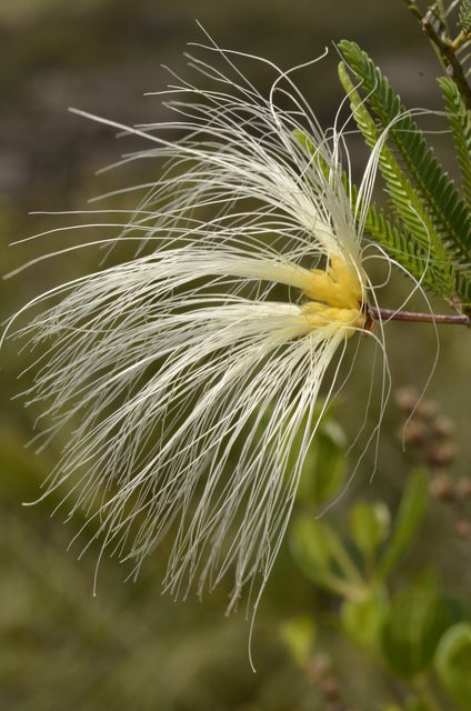 Plantas e arbustos com inflorescência de cor branca