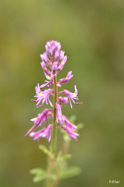Plants with pink and purple bloom