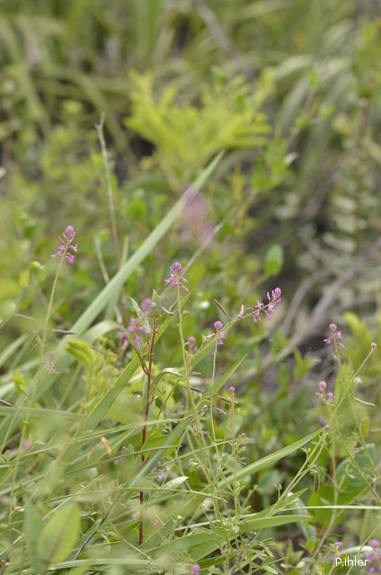 Plants with pink and purple bloom