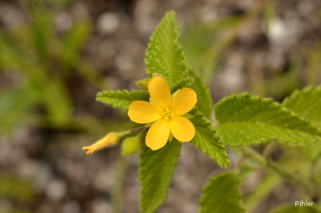 Plants with yellow and golden bloom