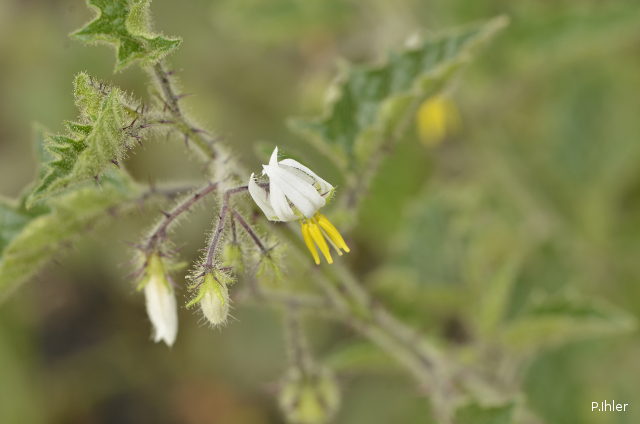 Plants with white bloom