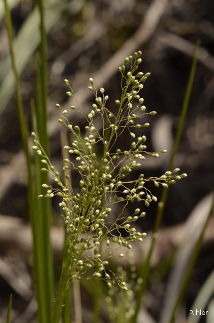 ALTFLGRASSY