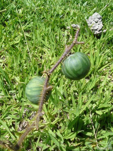 Fruits and seeds