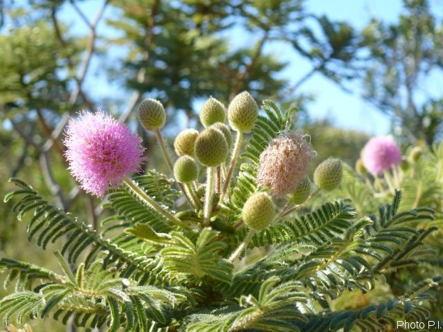 Plants with pink and purple bloom
