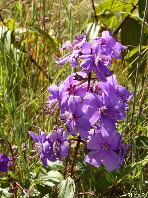 Plants with pink and purple bloom