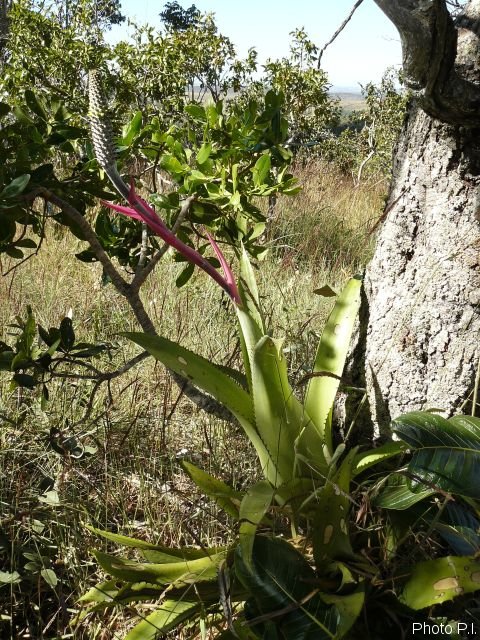 Bromeliads plants and similar