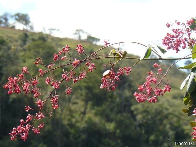 Plants with red bloom