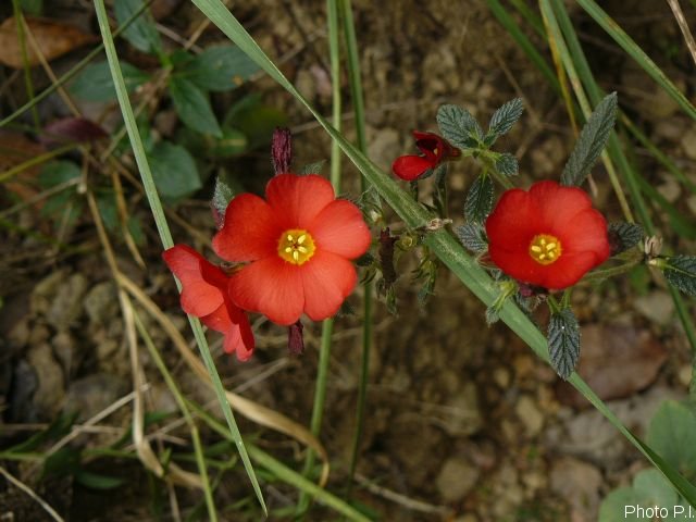 Plants with red bloom