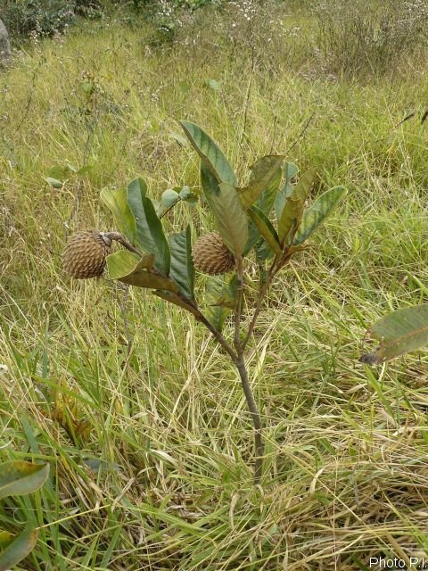 Frutas e sementes