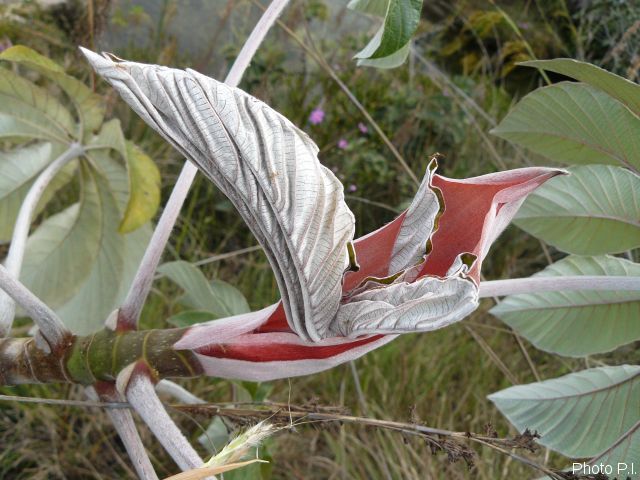Foliage, etc