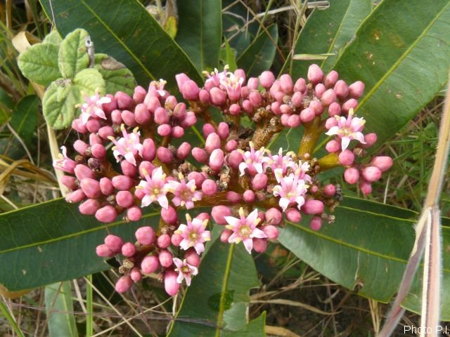 Plants with pink and purple bloom