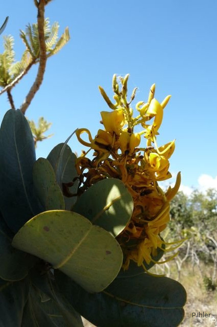 Plantas e arbustos com inflorescência de cor amarela ou dourada